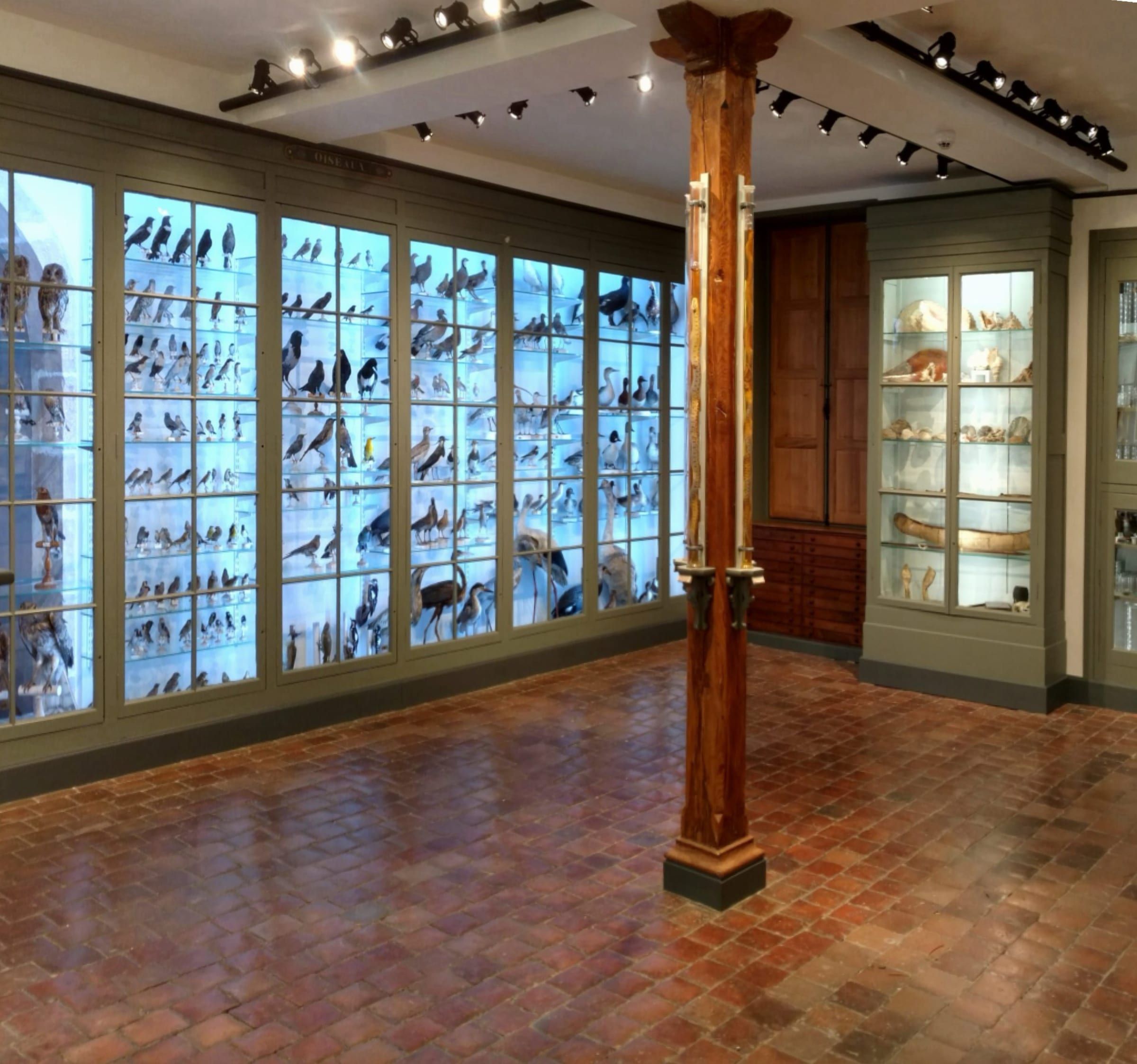 Natural-sciences gallery of the Museum of Semur-en-Auxois — cases of stuffed birds and a wooden column on a terracotta-tiled floor