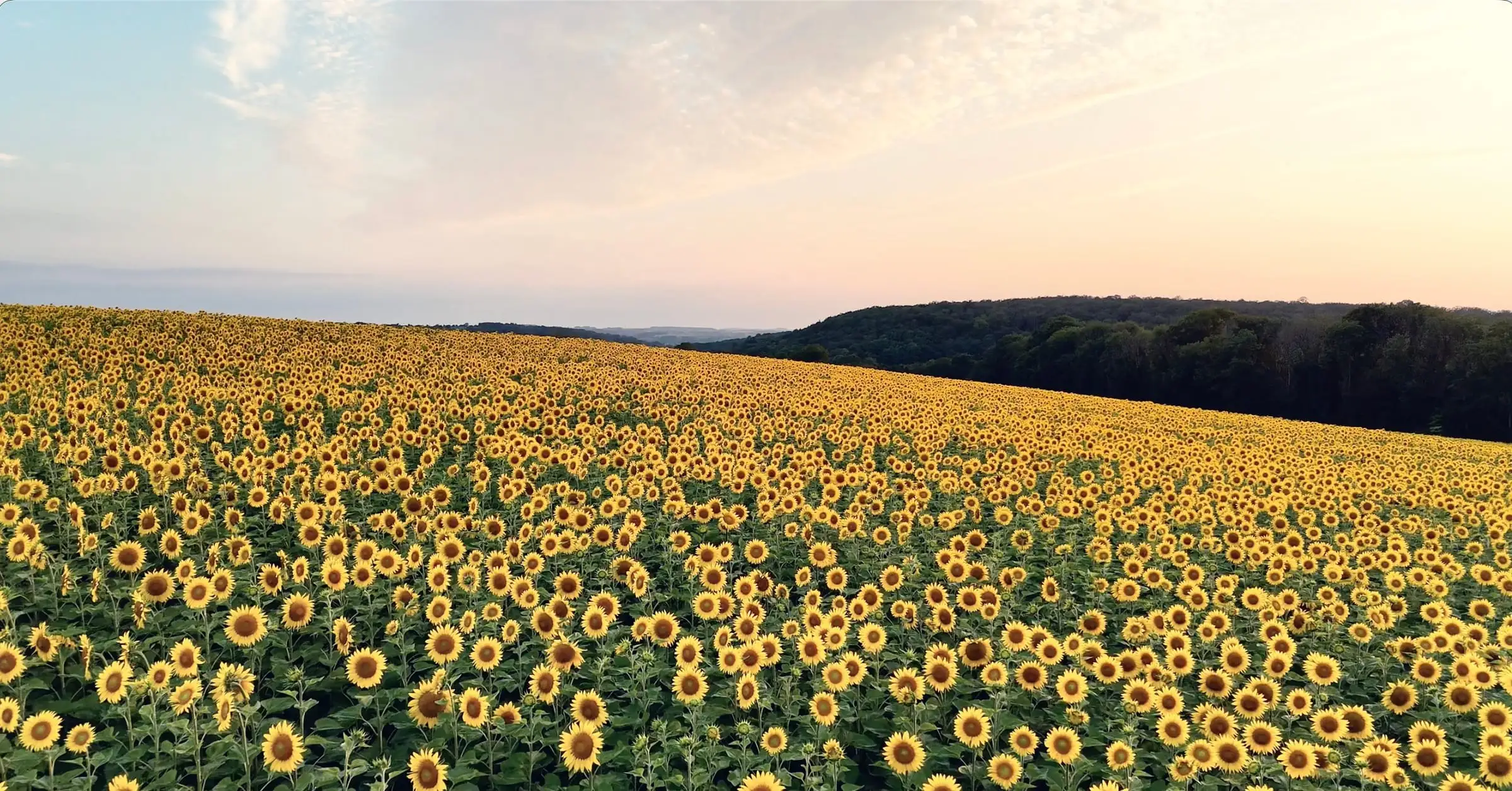 Field of sunflowers at sunset in the Burgundian countryside