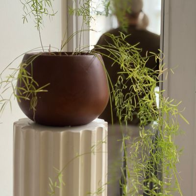 Trailing plant in a terracotta pot on a fluted column