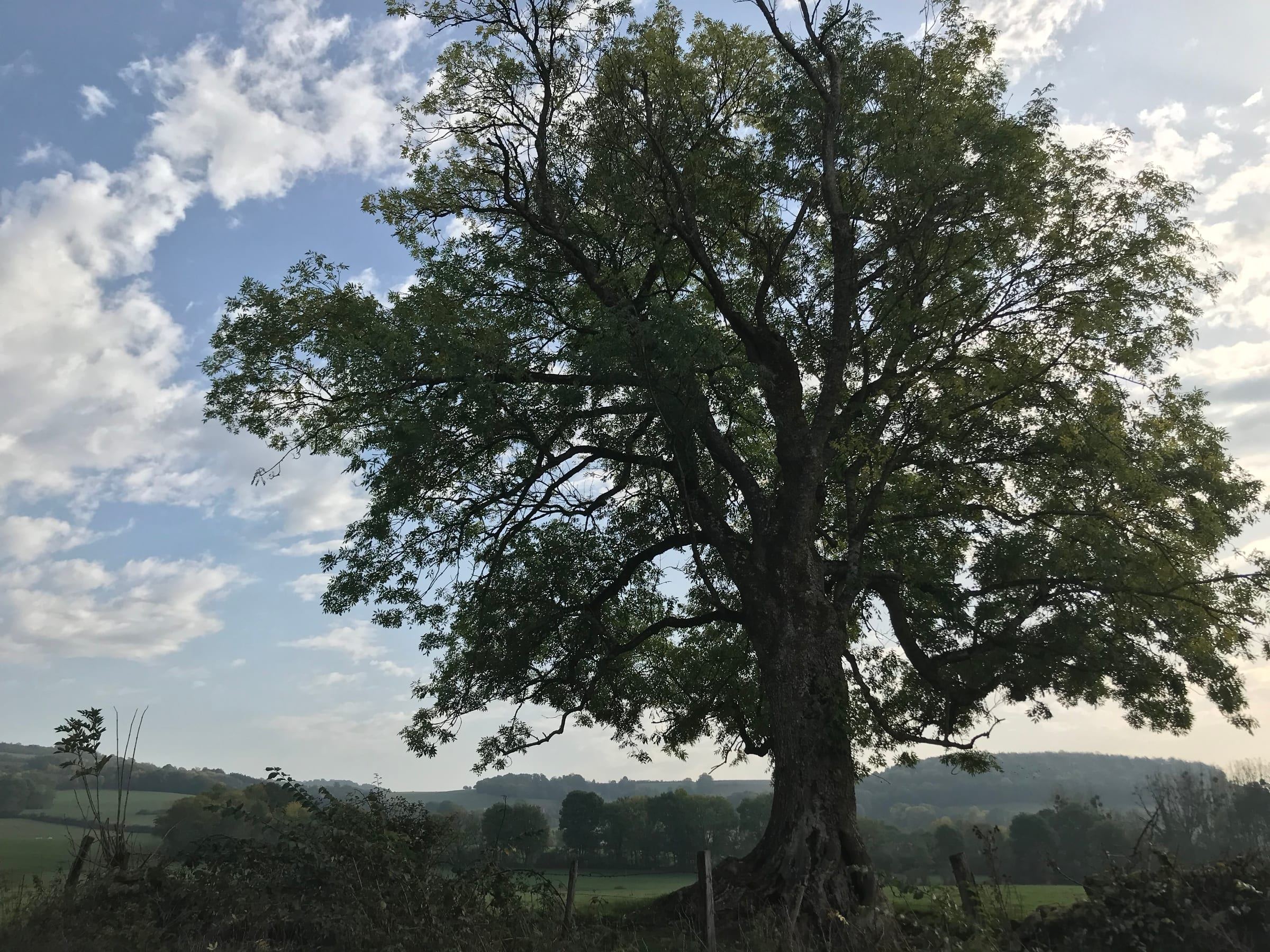 Reflection of a tree on the calm water of the Armançon, in the Auxois countryside of Burgundy